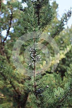 Juniperus chinensis in National Botanical Garden in Tbilisi in winter photo